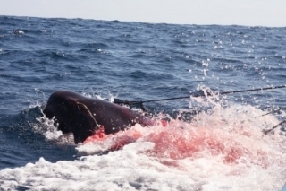 Lov veľrýb v Sávskom mori